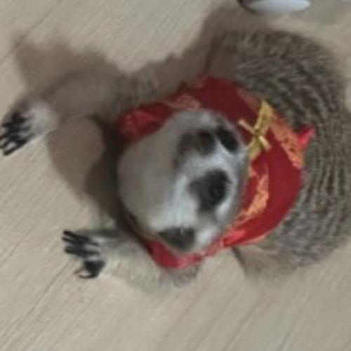 สมาชิกหมายเลข 4550868