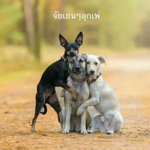 สมาชิกหมายเลข 4928364