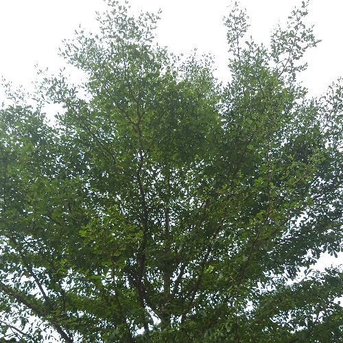 สมาชิกหมายเลข 5409358