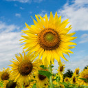 สมาชิกหมายเลข 5409527