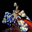 สมาชิกหมายเลข 4262953