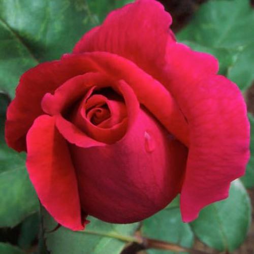 สมาชิกหมายเลข 5409763