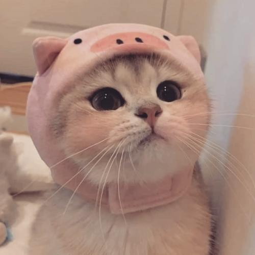 สมาชิกหมายเลข 5473511