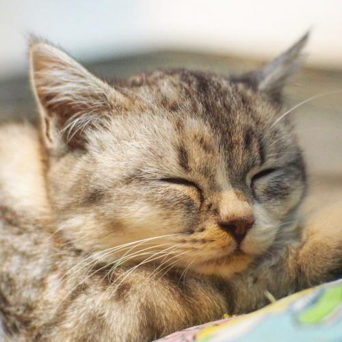 สมาชิกหมายเลข 4185442