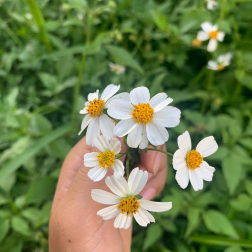 สมาชิกหมายเลข 2432600