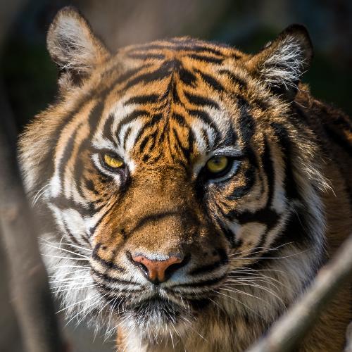 สมาชิกหมายเลข 1062731