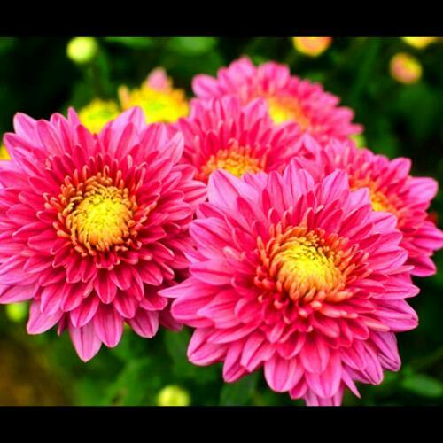 สมาชิกหมายเลข 4654990