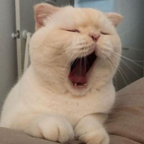 สมาชิกหมายเลข 5027618