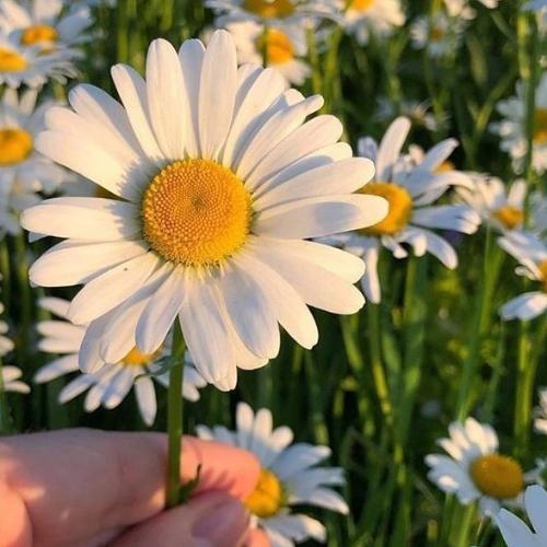 สมาชิกหมายเลข 1908033