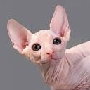 สมาชิกหมายเลข 2598758