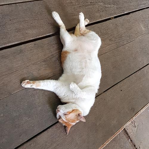 สมาชิกหมายเลข 4655372