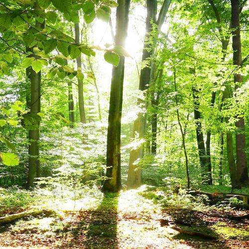 สมาชิกหมายเลข 4391075