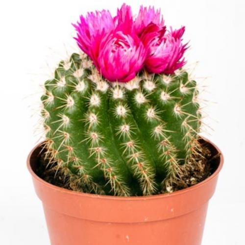 สมาชิกหมายเลข 4933104