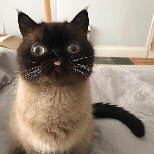 สมาชิกหมายเลข 2264992