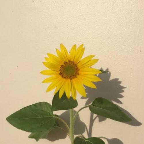 สมาชิกหมายเลข 5240557