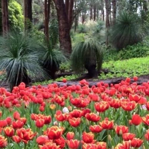 ทิวลิป2020