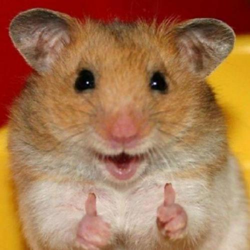 สมาชิกหมายเลข 7238032