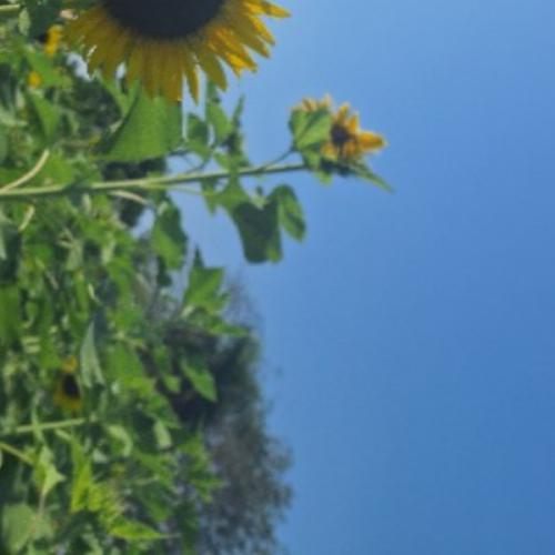 สมาชิกหมายเลข 5184478