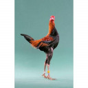 ไก่โต้งซูเปอร์โมเดล