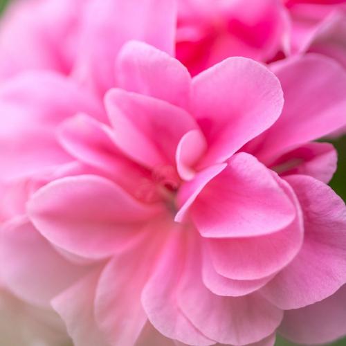 สมาชิกหมายเลข 4270854