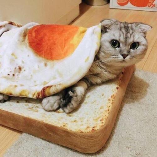 สมาชิกหมายเลข 3550740