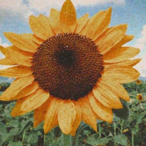 สมาชิกหมายเลข 6520863