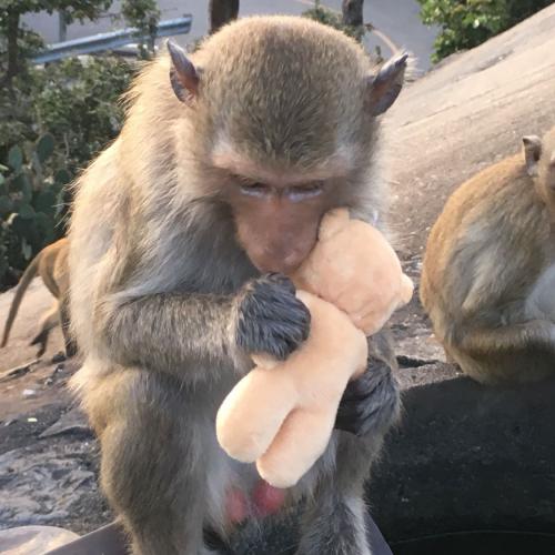 สมาชิกหมายเลข 742214