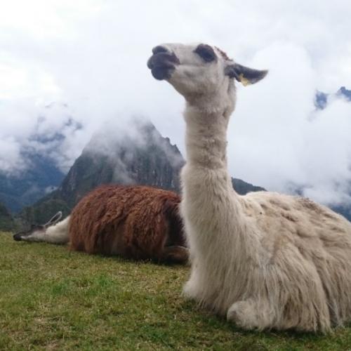 La cerveza y el tequila