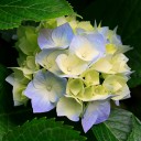 สมาชิกหมายเลข 2986740