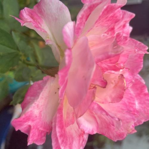 สมาชิกหมายเลข 4600034