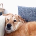 สมาชิกหมายเลข 3810053