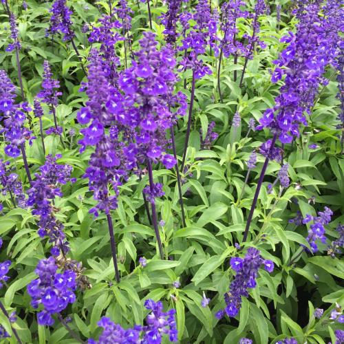 สมาชิกหมายเลข 4274657