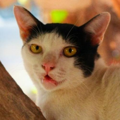 สมาชิกหมายเลข 5570221