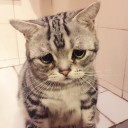 สมาชิกหมายเลข 3808175