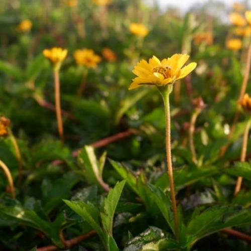 เส้นหมี่หมูตุ๋นน้ำใส