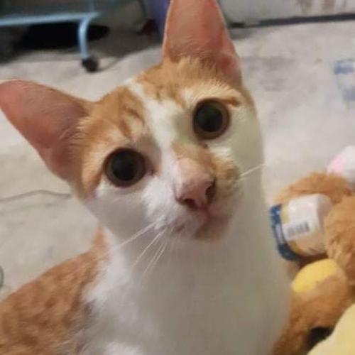 สมาชิกหมายเลข 7236154