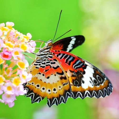 สมาชิกหมายเลข 2666969