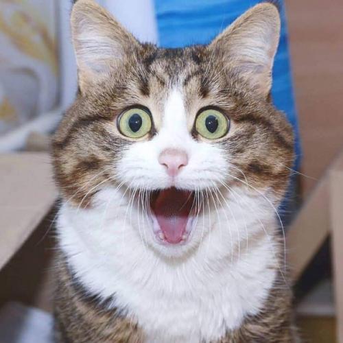 สมาชิกหมายเลข 4173445