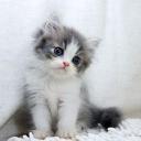 สมาชิกหมายเลข 4275827