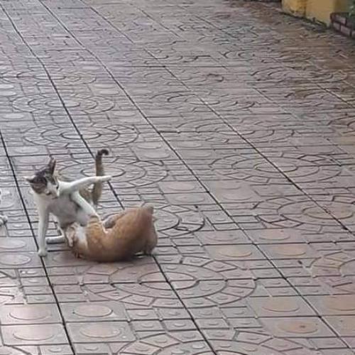 สมาชิกหมายเลข 5966702