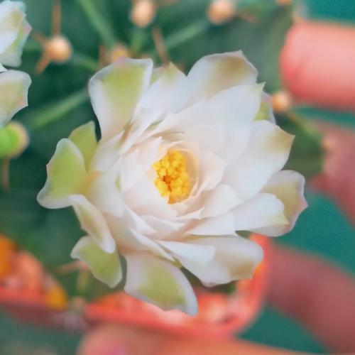 สมาชิกหมายเลข 828967