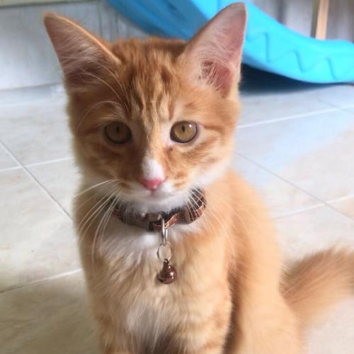 สมาชิกหมายเลข 4632994