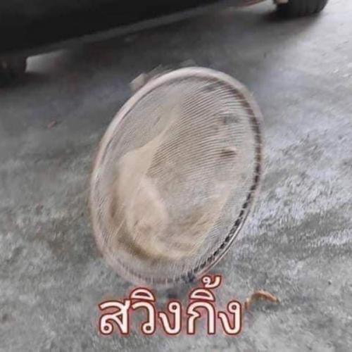 สมาชิกหมายเลข 4647785