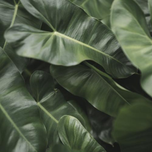 สมาชิกหมายเลข 5321529