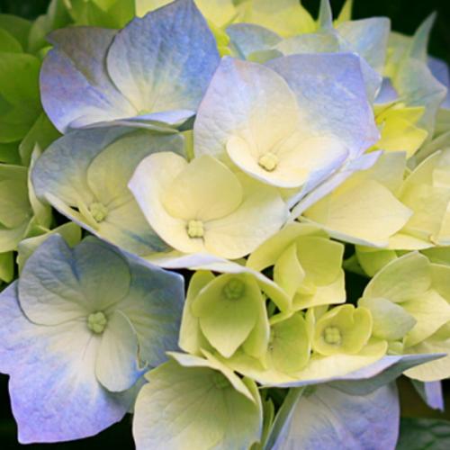 สมาชิกหมายเลข 5597137