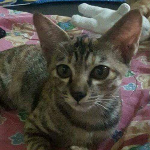 สมาชิกหมายเลข 4277122