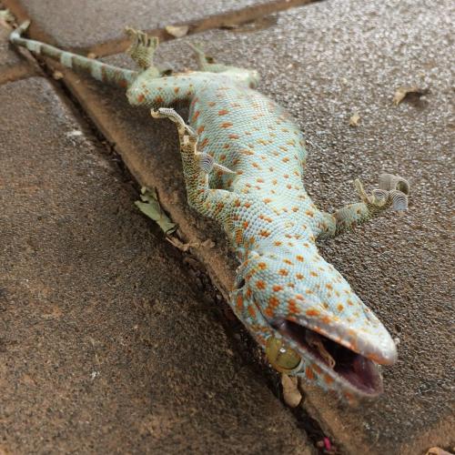 สมาชิกหมายเลข 2460580