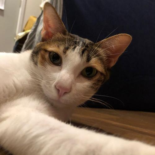 กระต่ายขี้เซา