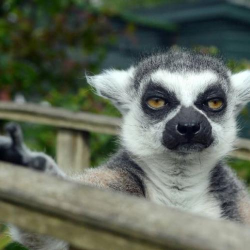 ถุงเงินตัวส้ม