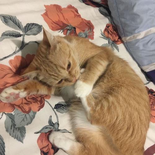 สมาชิกหมายเลข 4659185